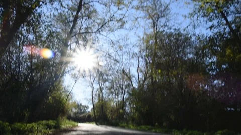 Road in the forest in autumn Stock Footage 81478535