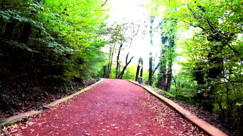 Road in  Forest, Autumn Video stock 167244276