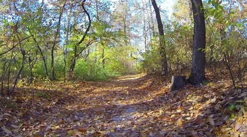 The road in the forest in autumn. Moving back camera. Aerial view Stock Footage 42897009