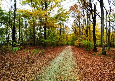 Road in the forest in autumn Stock Photos