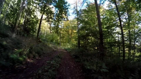 Road in a forest in the autumn time Video stock 141750546