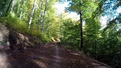 Road in a forest in the autumn time Video stock 141750573