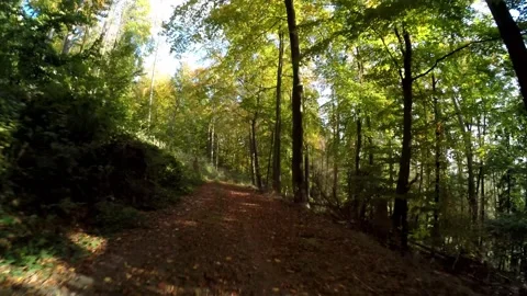 Road in a forest in the autumn time Video stock 141750606