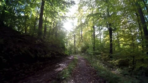 Road in a forest in the autumn time Video stock 141750610
