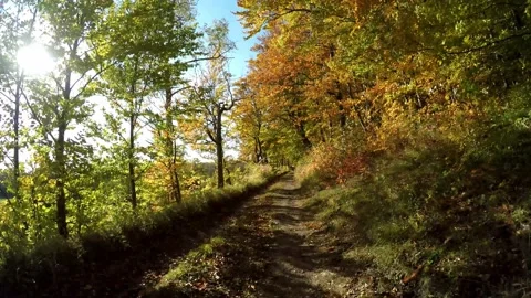 Road in a forest in the autumn time Video stock 141754484