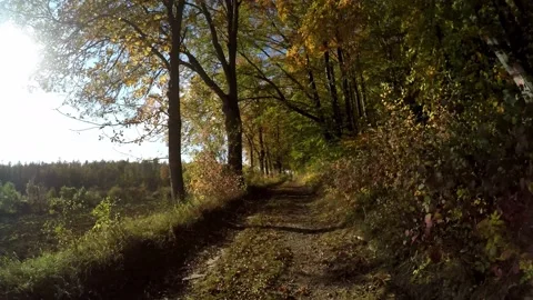 Road in a forest in the autumn time Video stock 141754583