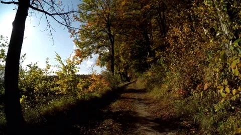 Road in a forest in the autumn time Video stock 141754656