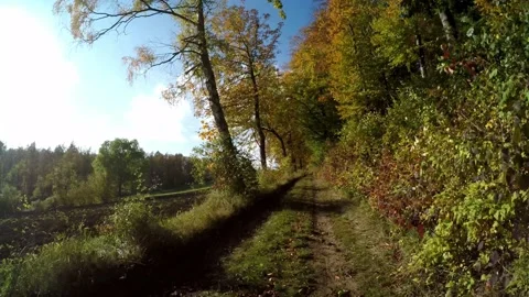 Road in a forest in the autumn time Video stock 141755592