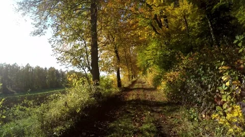 Road in a forest in the autumn time Video stock 141757282