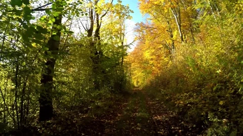 Road in a forest in the autumn time Stock Footage 141758154