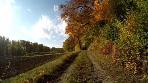 Road in a forest in the autumn time Video stock 141758175