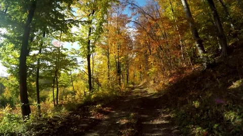 Road in a forest in the autumn time Video stock 141758204