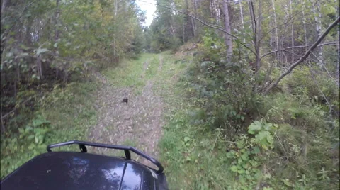 Off-road. Forest. The car goes through the woods in the rise. Stock Footage 68041067