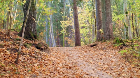 The road in the forest is covered with fallen leaves of maple and birch. Stock Footage 165386618