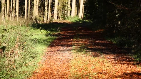 Road in the forest covered with leafs Stock Footage 48988305
