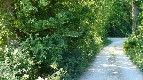 Road in the forest covered with leafs Stock Footage 91571650