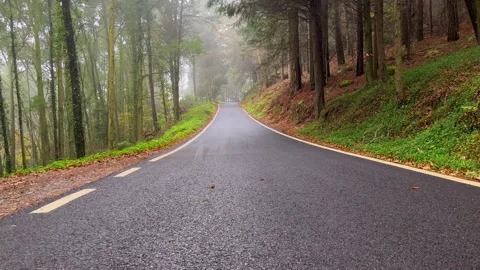 Road in a forest covered with mist and surrounded by old trees Stock Footage 220678314