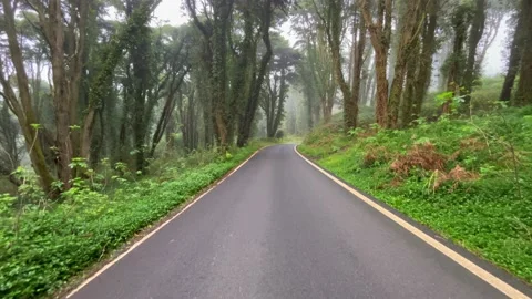 Road in a forest covered with mist and surrounded by old trees Stock Footage 220678370