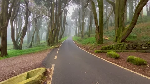 Road in a forest covered with mist and surrounded by old trees Stock Footage 220678386