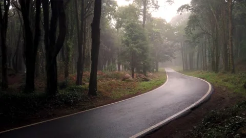Road in a forest covered with mist Stock Footage 167586050