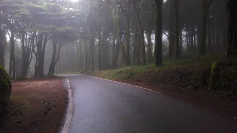 Road in a forest covered with mist Stock Footage 167586189
