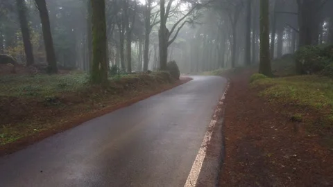 Road in a forest covered with mist Stock Footage 167586284