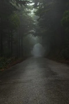 Road in a forest covered with mist. Stock Photos
