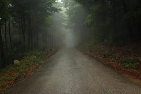 Road in a forest covered with mist. Stock Photos