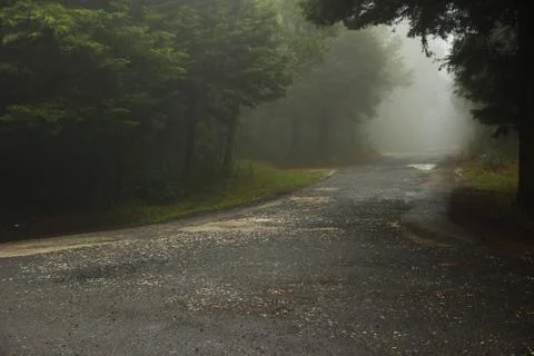 Road in a forest covered with mist. Stock Photos