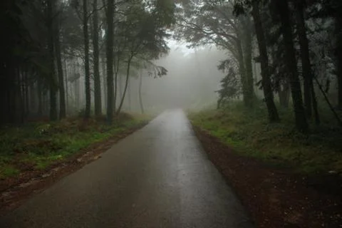 Road in a forest covered with mist. Stock Photos