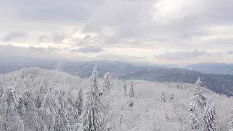 Road in the forest covered in snow. Video stock 104634160