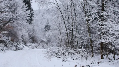 Road in the forest covered in snow. 動画素材 104637186