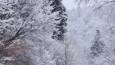 Road in the forest covered in snow. 库存影片 104638581