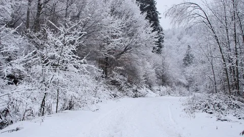 Road in the forest covered in snow. 库存影片 104639262