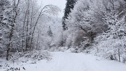 Road in the forest covered in snow. Stock Footage 104639371