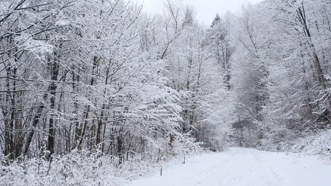 Road in the forest covered in snow. Video stock 104639718