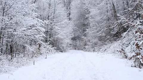 Road in the forest covered in snow. Video stock 104639770