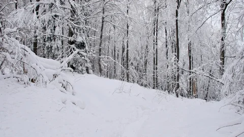 Road in the forest covered in snow. Stock-Footage 104715776