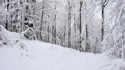 Road in the forest covered in snow. Stock Footage 104715860