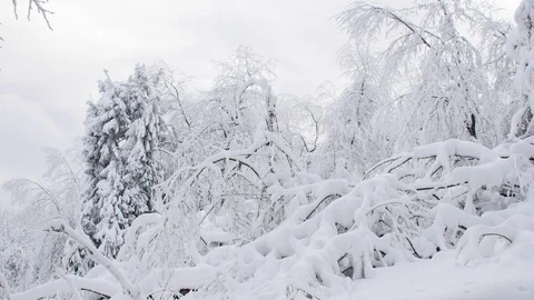 Road in the forest covered in snow. Video stock 104716013
