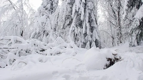 Road in the forest covered in snow. Stock-Footage 104716714