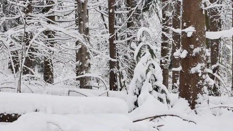 Road in the forest covered in snow. Stockbeeldmateriaal 104716883