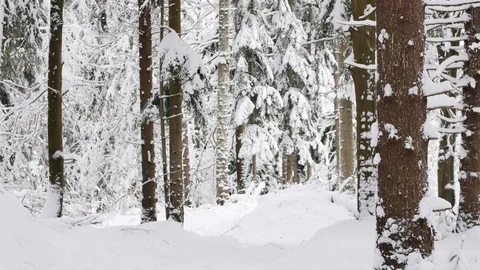 Road in the forest covered in snow. Video stock 104717095