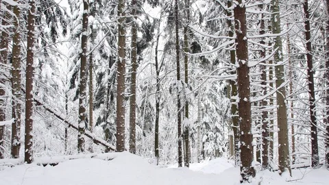 Road in the forest covered in snow. Video stock 104717322