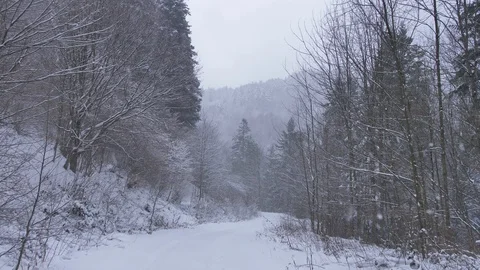 Road in the forest covered in snow.  Stock Footage 123145434
