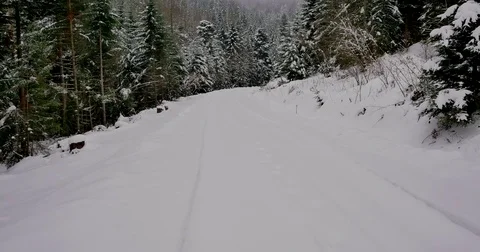 Road in the forest covered in snow. Fresh snow falling. Stock Footage 84141324