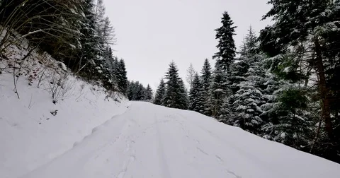 Road in the forest covered in snow. Smooth gimbal shot of camera moving forward. Vídeos de archivo 84152450