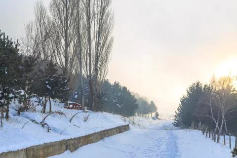 Road to forest during winter time with mist in Erzurum, Turkey Stock Photos