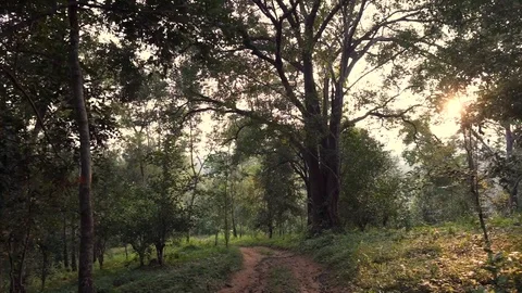 The road in the forest with the evening light Stock Footage 116594745