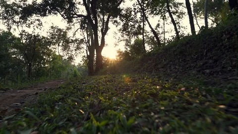 The road in the forest with the evening light Video stock 116594746